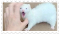 ferret3