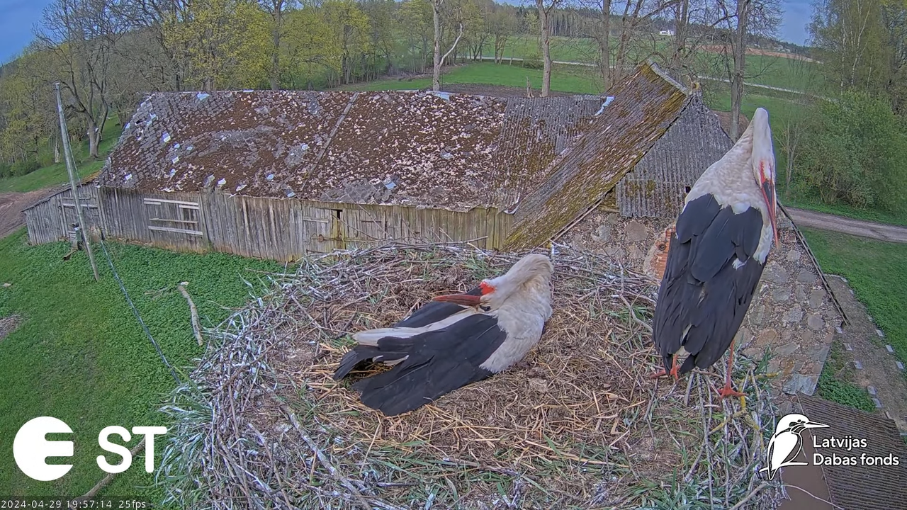 Baltie stārķi (Ciconia ciconia) Tukuma novadā - LDF tiešraide __ White storks in Tukums, Latvia 11-4