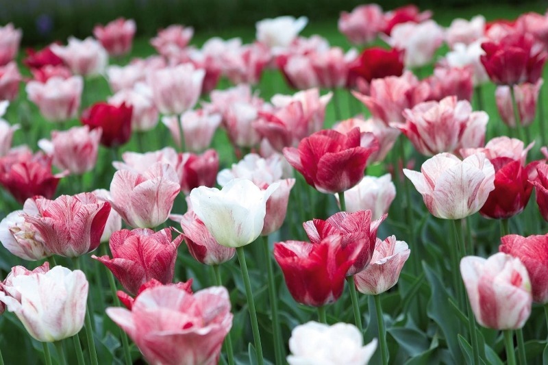 Пять самых популярных сортов тюльпанов для вашего сада