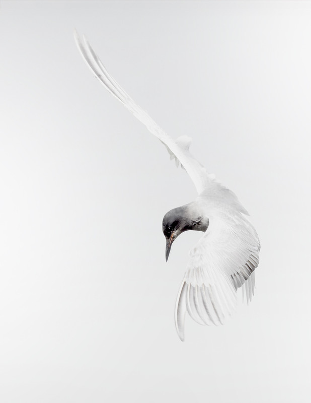 Zwarte Stern, highkey