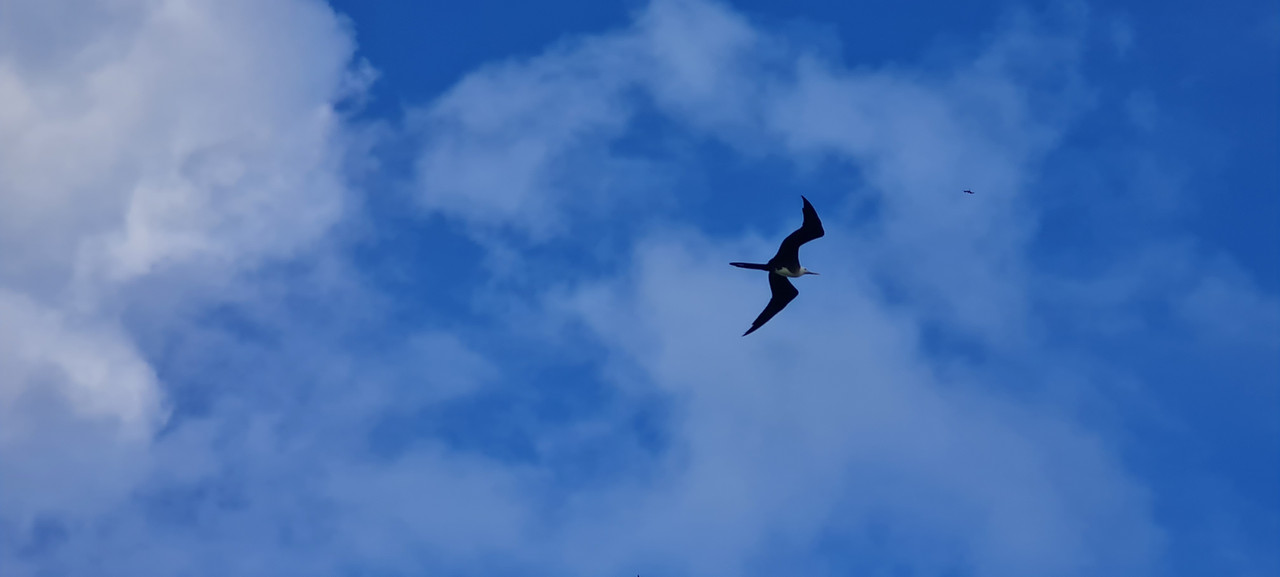 Isla Mujeres e Isla Contoy, un regalo de la naturaleza - Riviera Maya en Navidad (18)