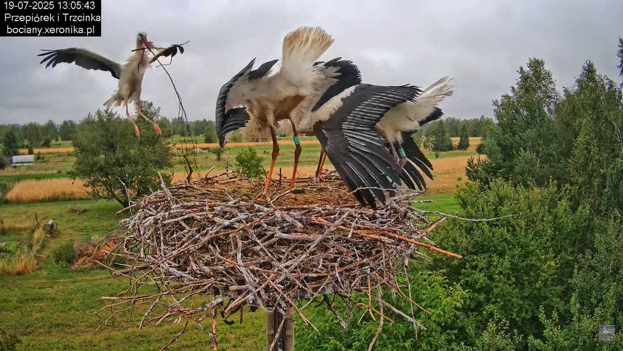 19072025bociany39