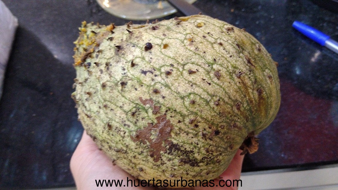 huertasurbanas_com_20200221_233000graviola_colonia_delicia-2