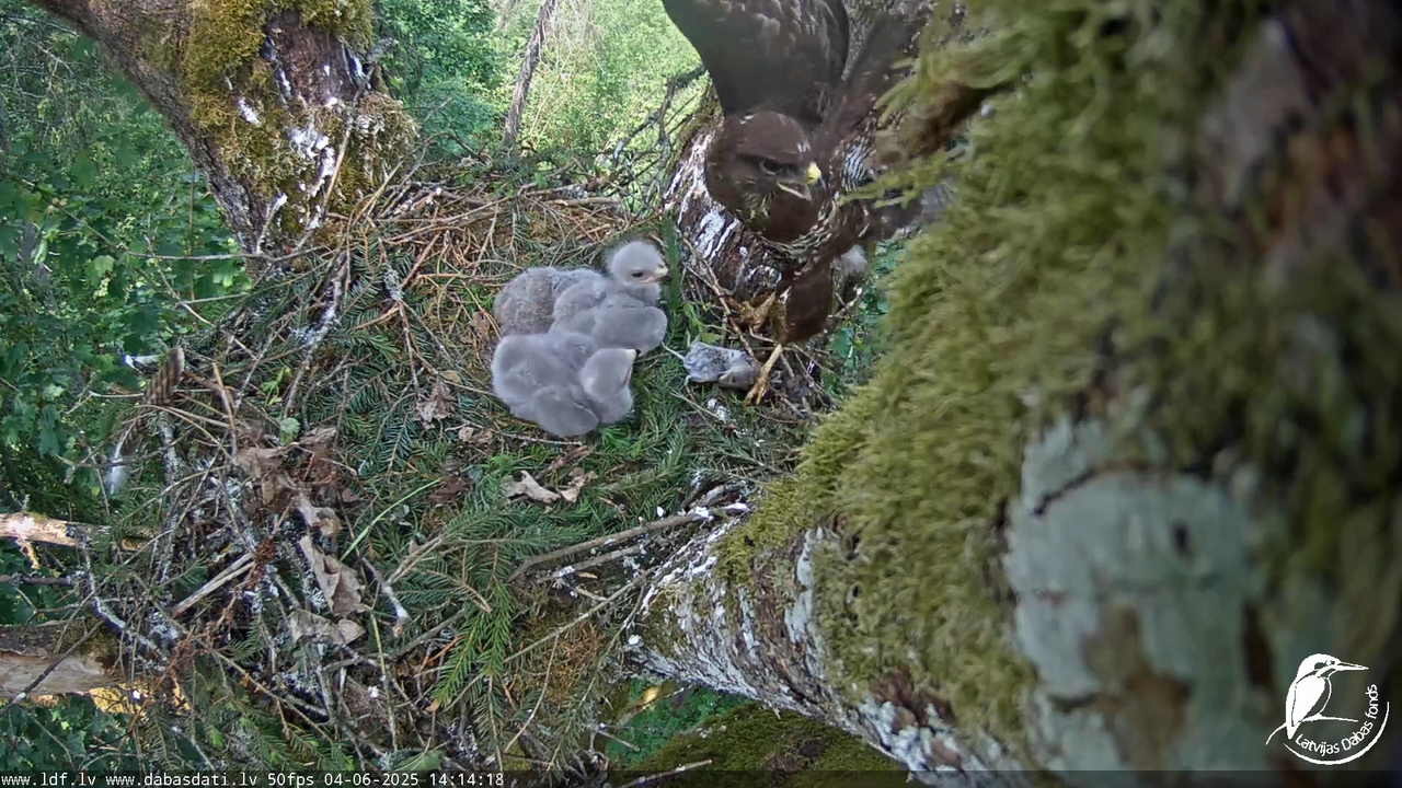 Melnās klijas (Milvus migrans) Kurzemē_ peļu klijāni (Buteo buteo) 7-38-38 screenshot