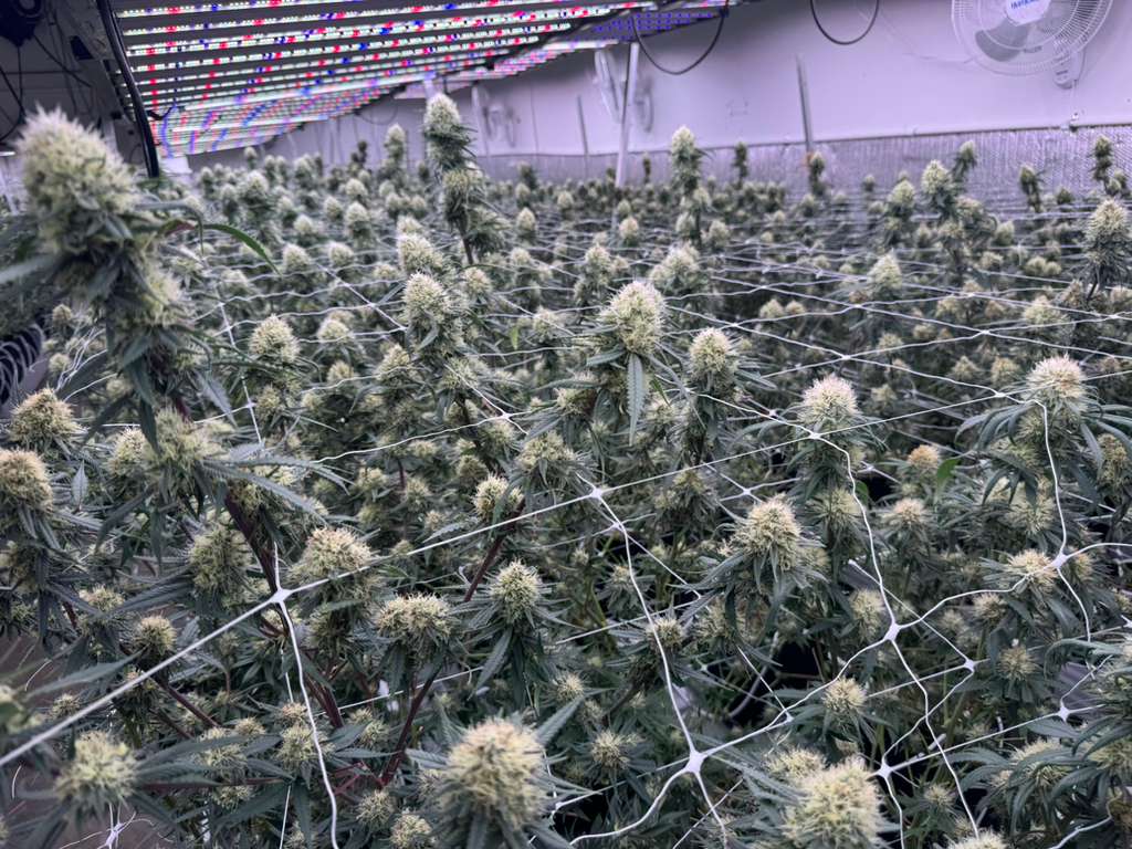 AC/DC high CBD hemp clone and flower close-up for commercial growers