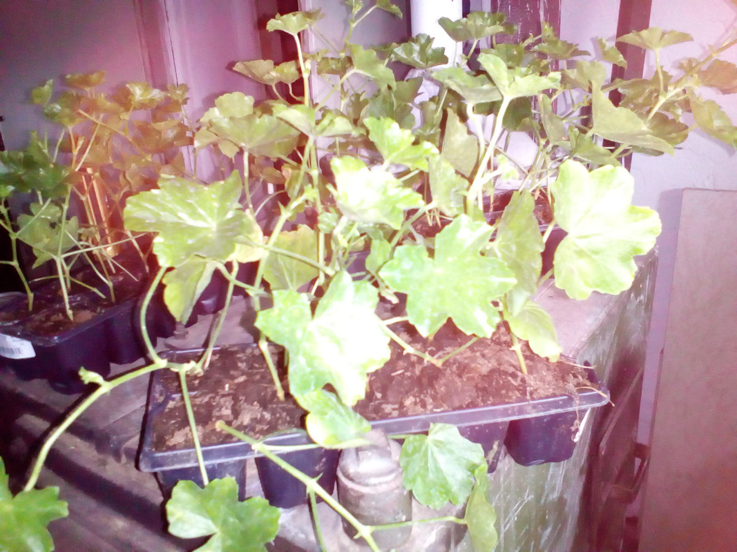 IMG_20210415_101514[1]