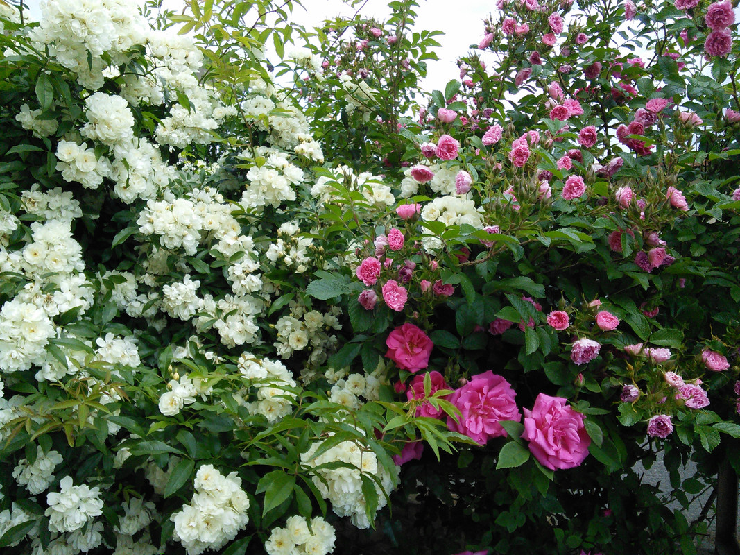 IMG_20190610_115047