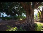 ficus