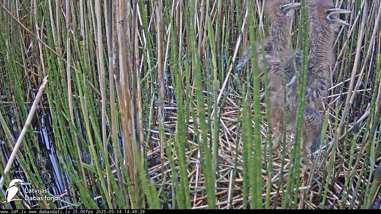 LDF Lielais dumpis (Botaurus stellaris) Zemītes pagastā 17-9-59 screenshot (1)