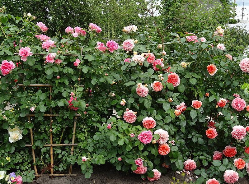 Парковые розы для создания ароматного оазиса в городском парке