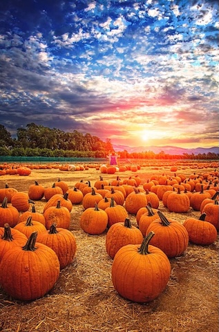 Pumpkins-Sky