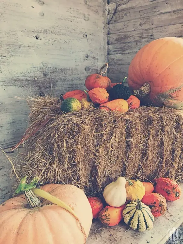 Pumpkins 0047
