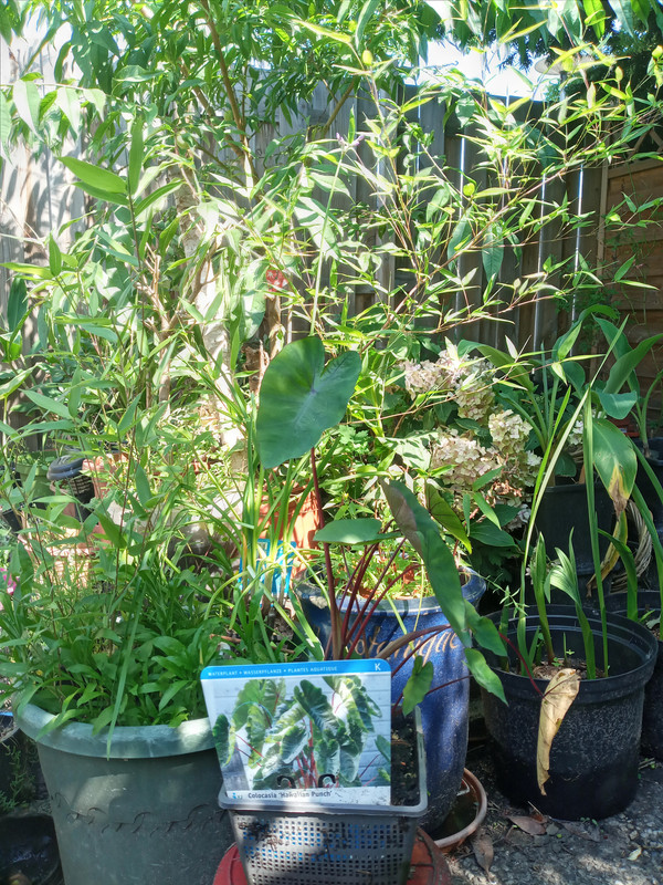 [Image: 20210812-120348.jpg]