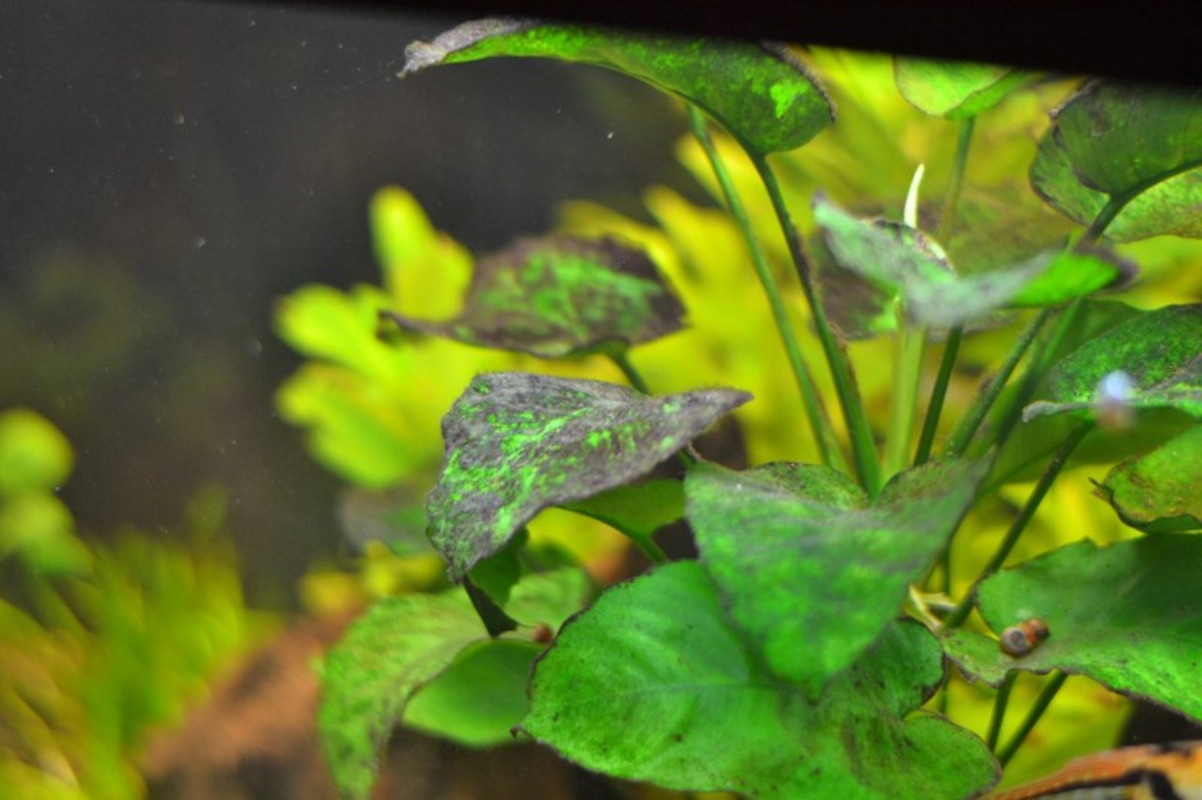 20140906_covatascalari ram (13)