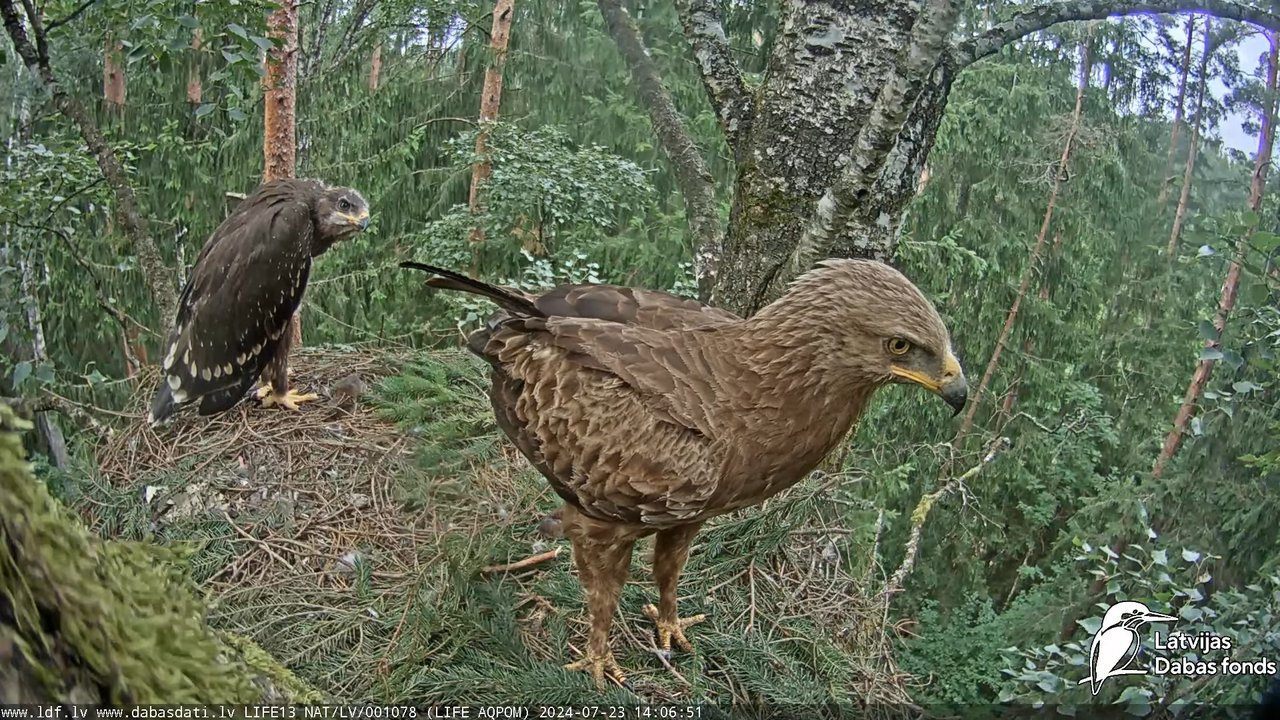 Mazais ērglis (Clanga pomarina), ligzda bērzā - LDF tiešraide 16-8-4 screenshot
