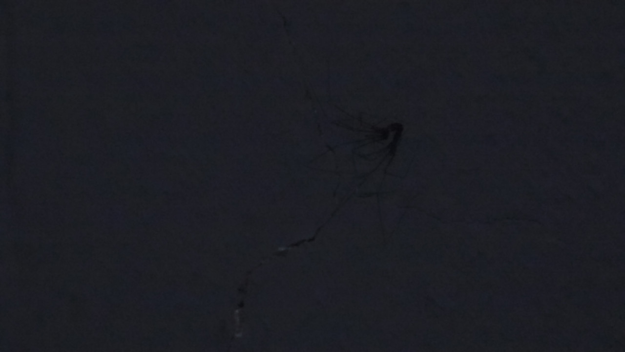 5.4.cool bugs IV (daddy longlegs II)