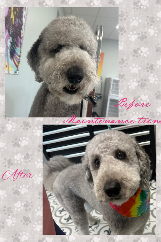 Cute groomed dog