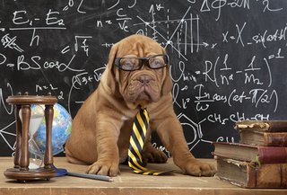 Smart-dog-teaching-resized.jpg