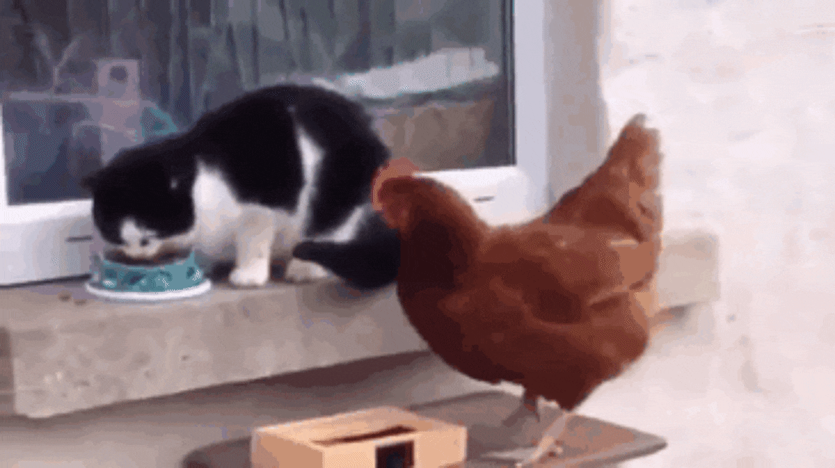 Cat Hen