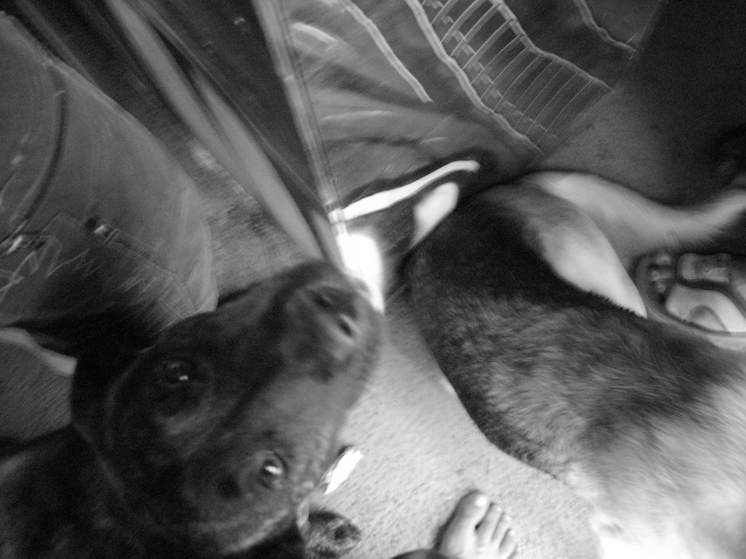 ADP System Pancharevo 2009 (36)