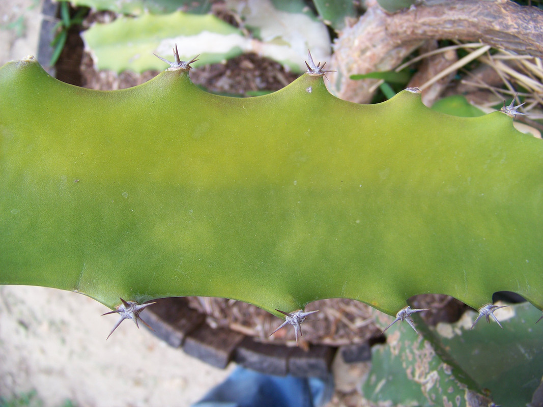 robs red stalk structure 7910094548 o — Postimages