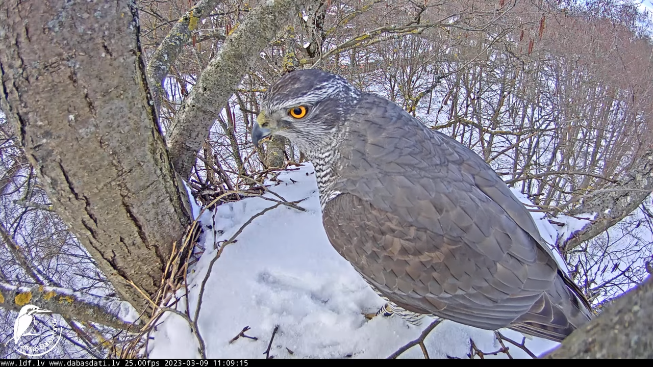 Vistu vanags (Accipiter gentilis) Rīgā - LDF tiešraide __ Goshawks, Riga, Latvia 12-52-31 screenshot