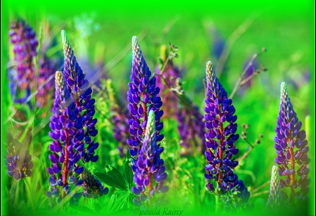 lupine-8026446-1280.jpg
