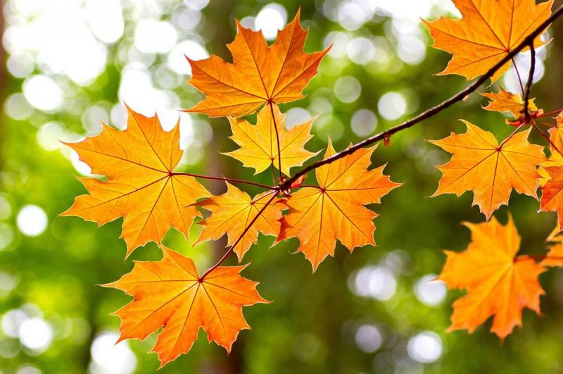 yellow-leaves-maple-1080P-wallpaper-middle-size