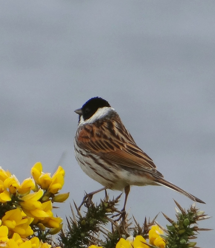 REED BUNTING 14 220424