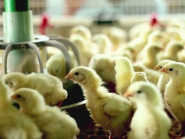 Правительство России приняло решение, которое обернется ростом цен на продукты птицеводства