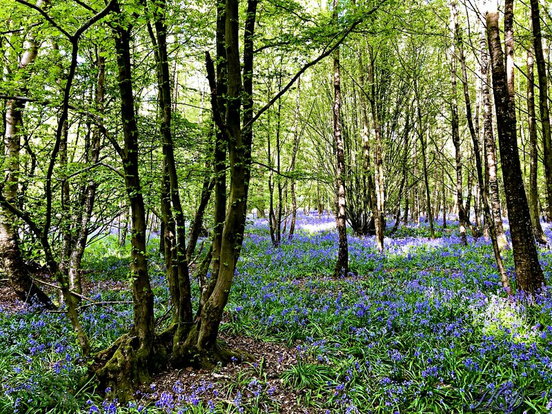 Woods-Bluebells-6-HD.jpg