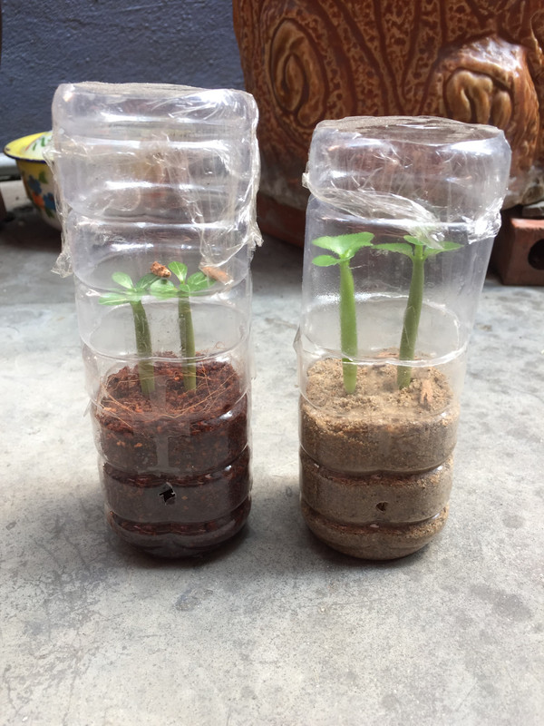 desert-rose-in-coco-peat-and-sand.jpg