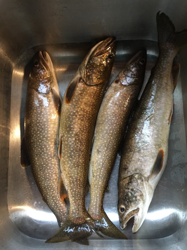 FDE72495-1C24-4A23-9995-D351392E4A43