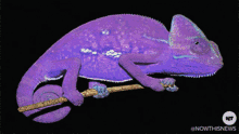 chameleon.gif