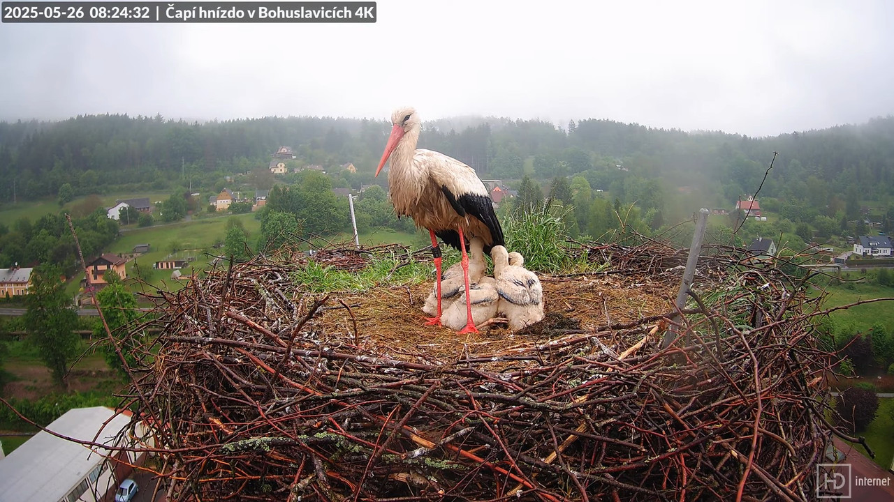 Tiešraide no KARA uzņēmuma stārķu skursteņa Bohuslavicē netālu no Trutnovas 8-13-50 screenshot