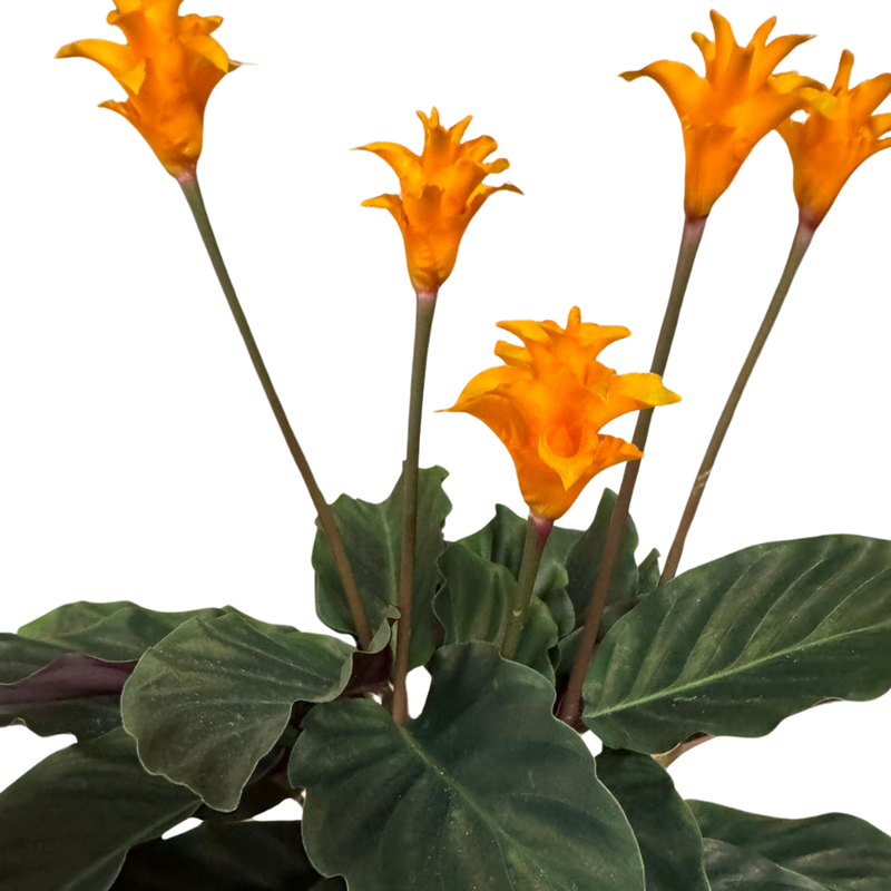 Calathea Crocata naturala inflorita, ~50cm - eMAG.ro