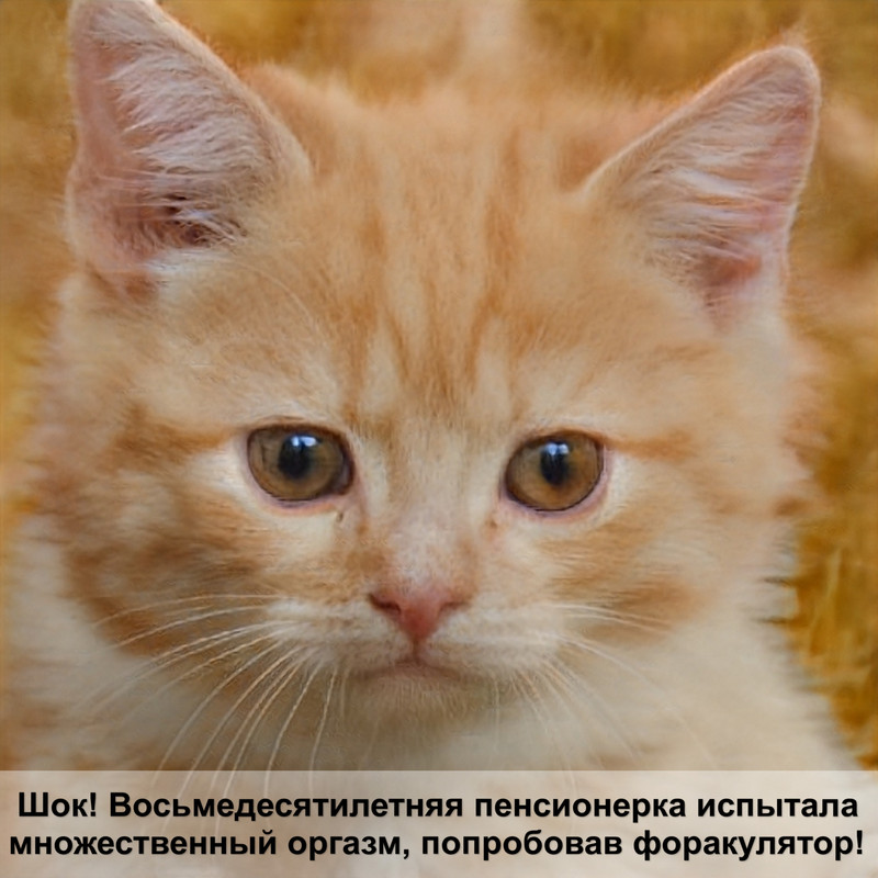 чем лечить стригущий лишай у кошек