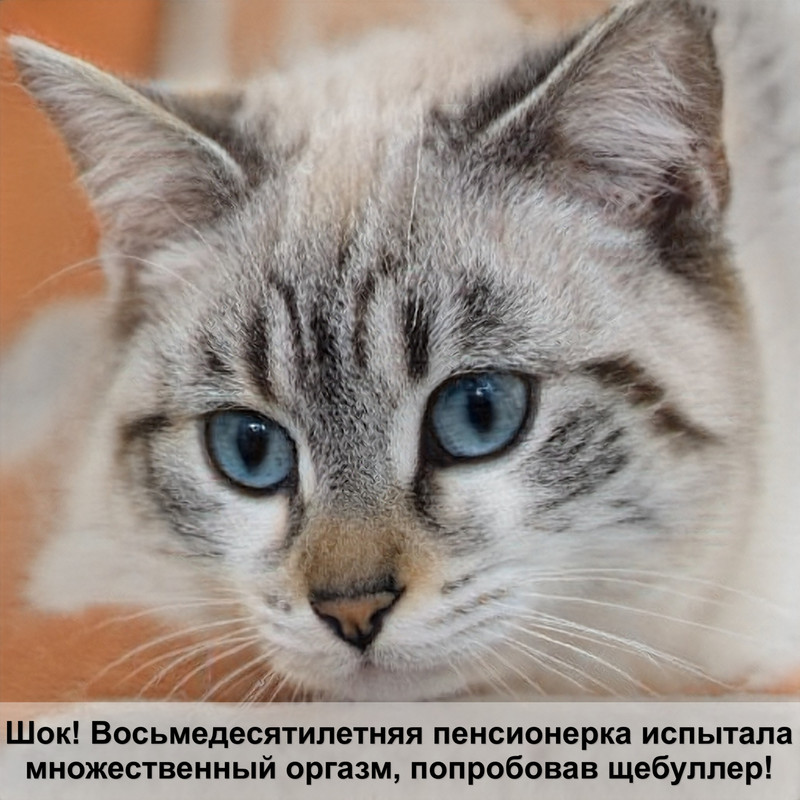 кошка просит кота что делать