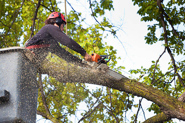 Tree Stump Removal Bay Area