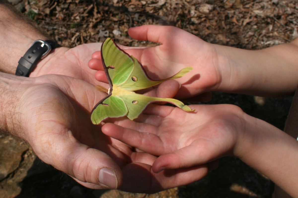 Luna_Moth_(Actias_luna)_-_Near_Tulsa,_Oklahoma