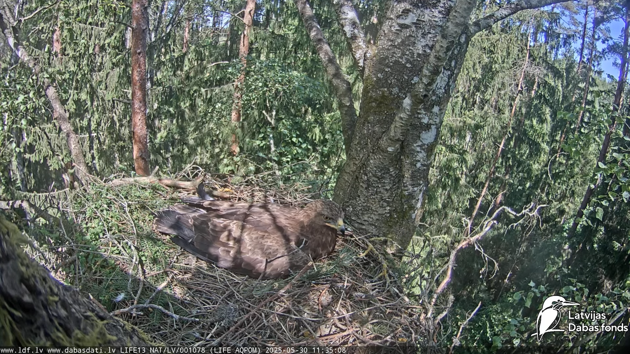 Mazais ērglis (Clanga pomarina), ligzda bērzā 13-27-3 screenshot