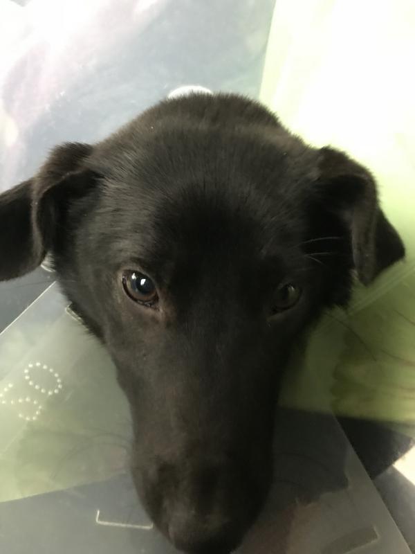 зелDB5233-DD-C401-4003-B0-E4-17-E4-DFFB4203