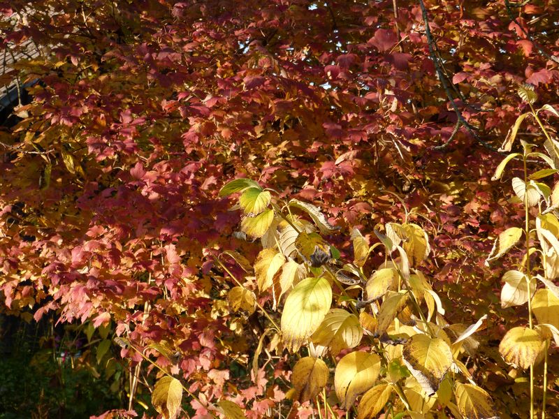2014-11-07 Herbstfärber - Cornus - Viburnum