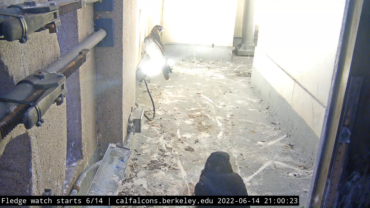 Cal Falcons Nest Cam, UC Berkeley 9-6-28 screenshot (2)