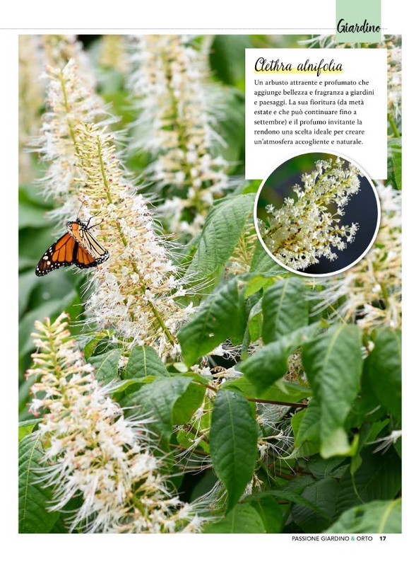 Pass Giar e Orto Lug 2025 (2)