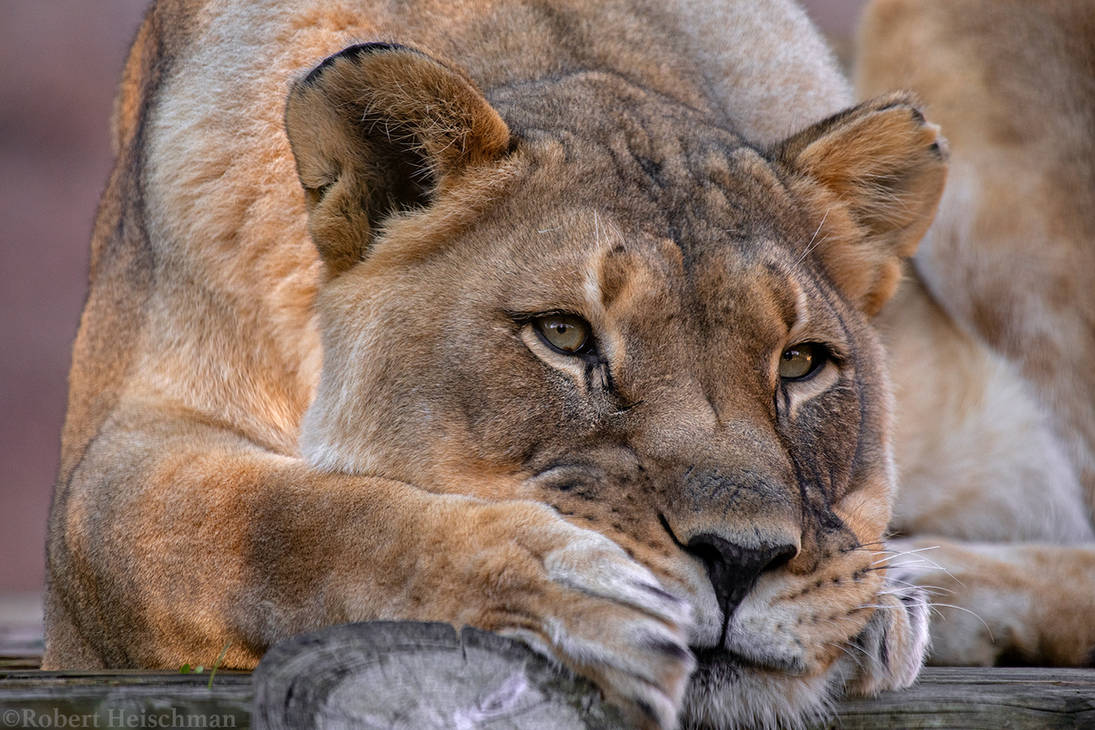 african-lion-1274-by-robbobert-df03ks9-pre.jpg