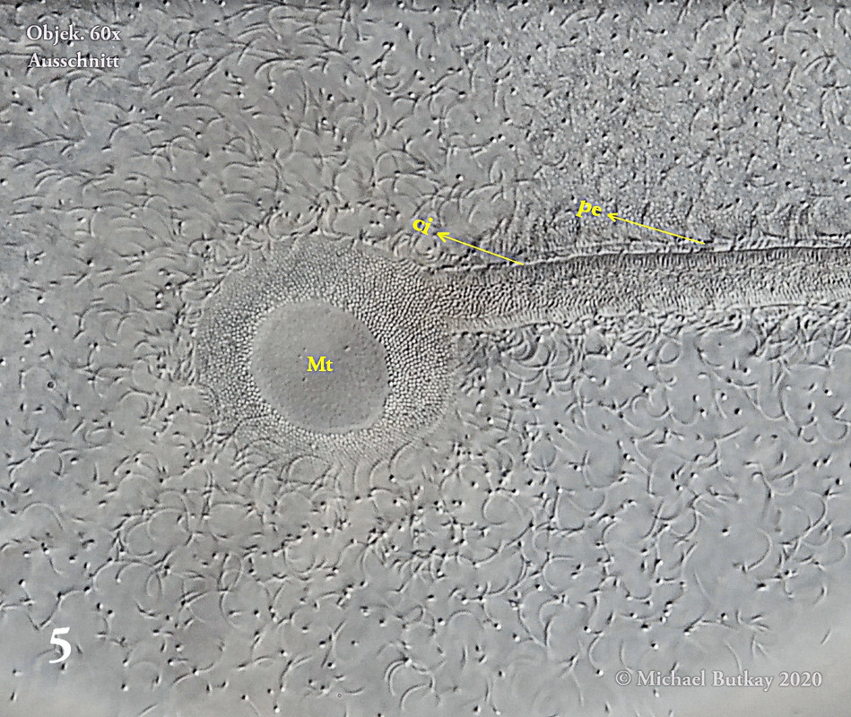 05_Trachelius ovum_i4a3338