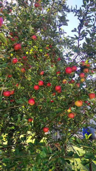 Castillo Zebrack-21-9-2025-Tocnik - República Checa y sus pueblos-2025 (13)