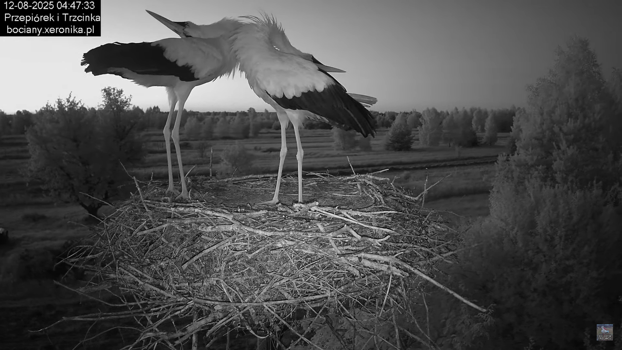 12082025bociany1