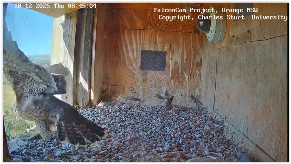 Screen Shot 12 18 25 at 08 13 AM